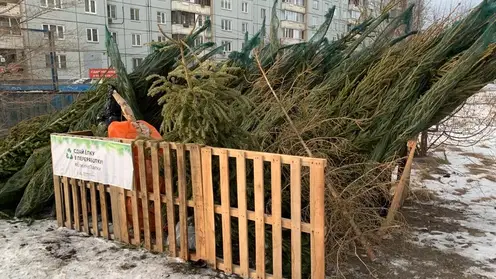 По Красноярску будут ездить елкомобили и елкотакси для сбора живых новогодних елок