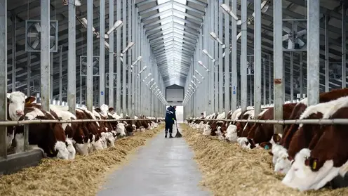 Производители молока в Красноярском крае получат дополнительно 400 млн рублей