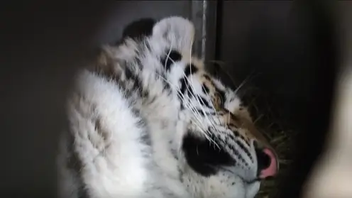 В Хабаровском крае на пасеке поймали тигрицу