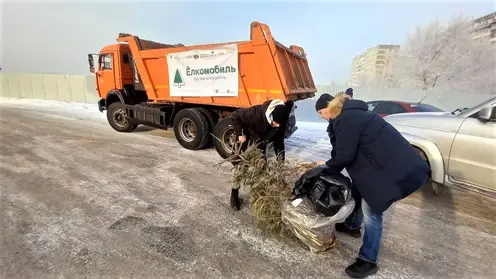 Два КамАЗа новогодних елок сдали жители Красноярска на переработку