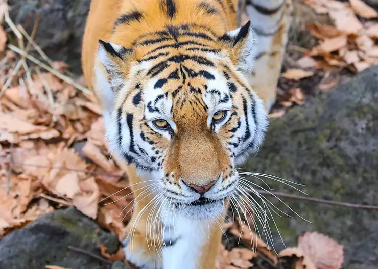 В Приморье отловили двух тигров, бродивших у поселков