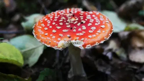 Два случая отравления мухоморами произошло в Хакасии в 2024 году: грибы купили на маркетплейсах