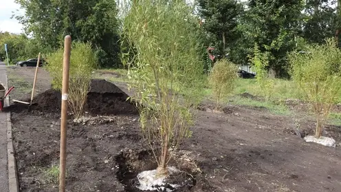 В Красноярске продолжают высаживать деревья