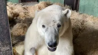 Белый медведь Диксон из Красноярского края проявляет здоровский аппетит