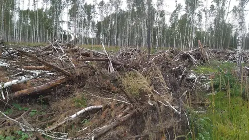 Крупнейшая ОПГ из Красноярского края вырубила лес на 179 млн рублей