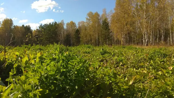 15 общественных лесных инспекторов начали работать на севере Красноярского края