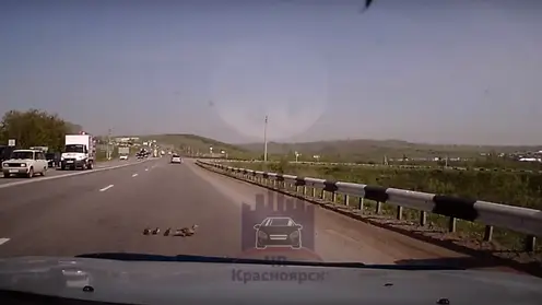 Под Красноярском водитель пропустил выбежавшую на дорогу семью уток и устроил ДТП