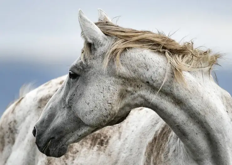 Житель многоэтажки в Кузбассе приехал домой на белом коне