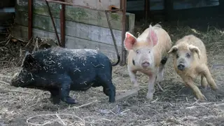 В Тасеевском районе людей наказали за хождение свиней по деревне
