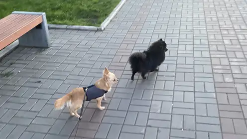 Более 150 обращений от красноярцев поступило во время прямого эфира о правилах выгула собак
