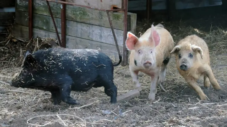 Очаг африканской чумы свиней выявили в Минусинском районе