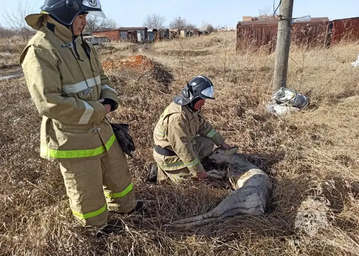 Пожарные дважды спасли косулю в Шарыпово