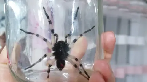 Жители Омской области рассказывают о нашествии крупных пауков